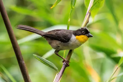 White-naped Brushfinch