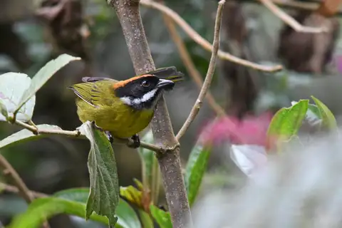 Moustached Brushfinch