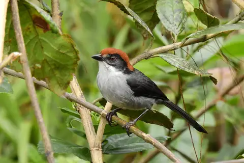 Antioquia Brushfinch
