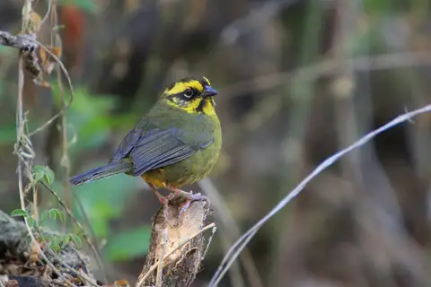 Yellow-striped Brushfinch
