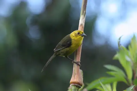 Yellow-headed Brushfinch