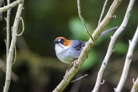 Apurimac Brushfinch