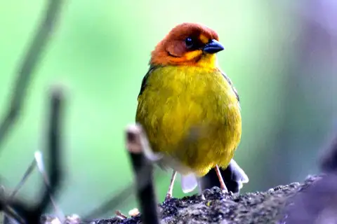 Fulvous-headed Brushfinch