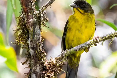 Dusky-headed Brushfinch