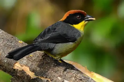 Yellow-breasted Brushfinch