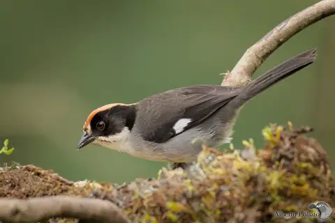 White-winged Brushfinch