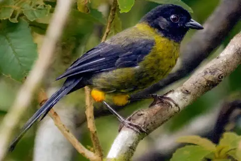 Yellow-green Brushfinch