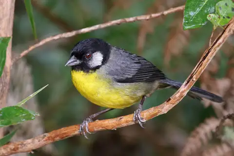 Santa Marta Brushfinch