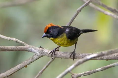 Grey-eared Brushfinch