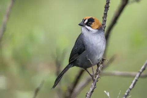 Black-spectacled Brushfinch