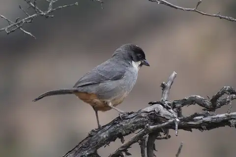 Rusty-bellied Brushfinch