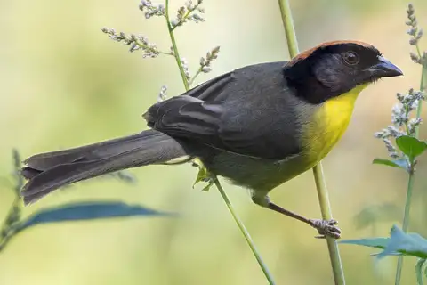 Black-fronted Brushfinch