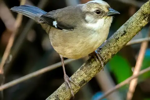 Pale-headed Brushfinch