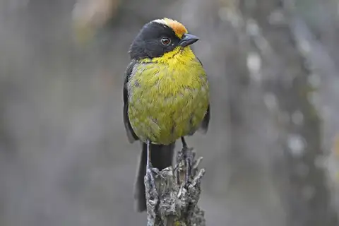 Pale-naped Brushfinch