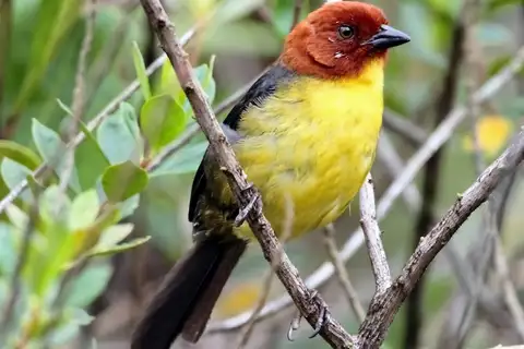 Tepui Brushfinch