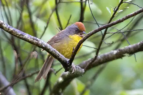 Rufous-capped Brushfinch
