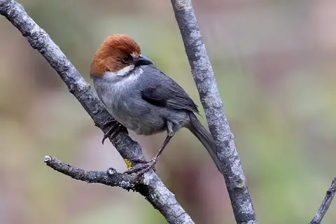 Rufous-eared Brushfinch