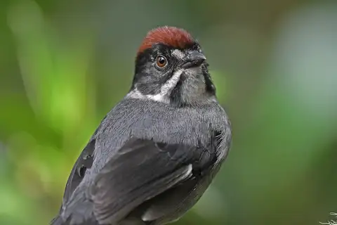 Slaty Brushfinch