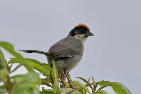 Bay-crowned Brushfinch