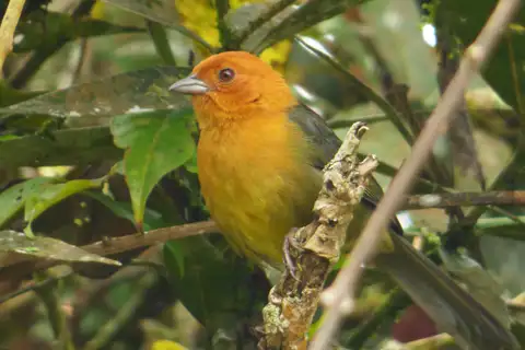 Ochre-breasted Brushfinch