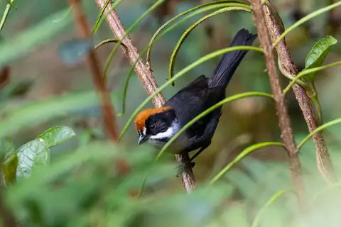 Taczanowski's Brushfinch