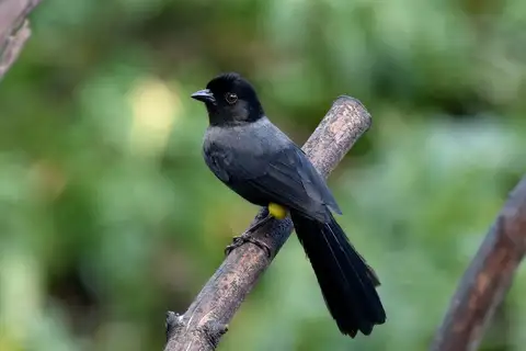 Yellow-thighed Brushfinch