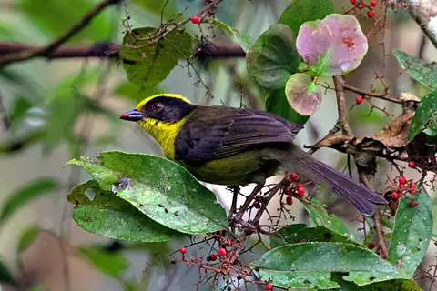 Tricolored Brushfinch