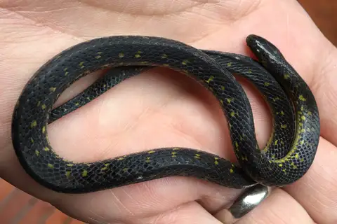 Thickhead Ground Snake