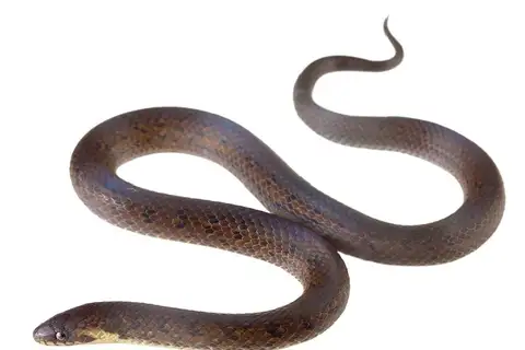Short-nosed Ground Snake