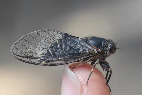 Adelaide Black Squeaker