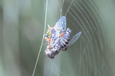 South-western Bark Squeaker