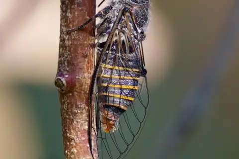 Southern Mountain Squeaker