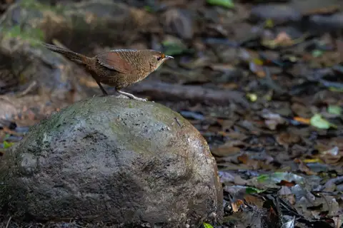 Rufous Scrubbird