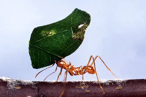 Hairy-headed leafcutter ant