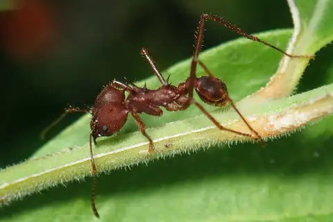 Texas Leafcutter Ant