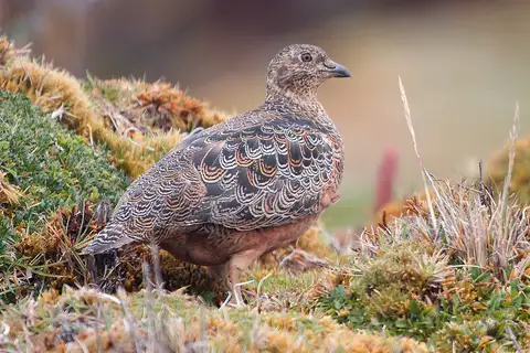 Rufous-bellied Seedsnipe