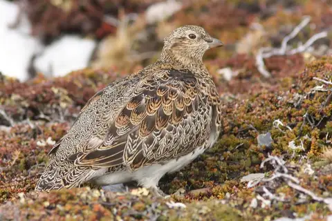 White-bellied Seedsnipe