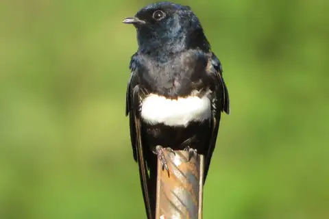 White-banded Swallow