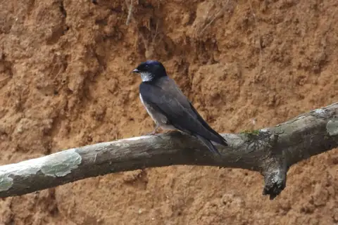 Black-capped Swallow
