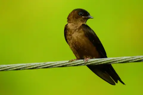 White-thighed Swallow