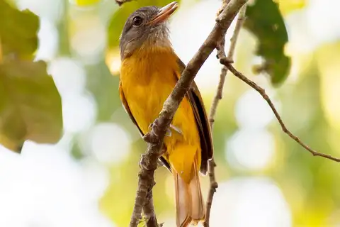 Citron-bellied Attila