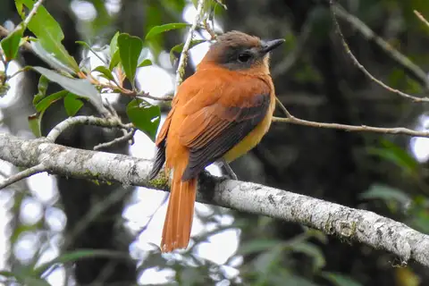 Rufous-tailed Attila