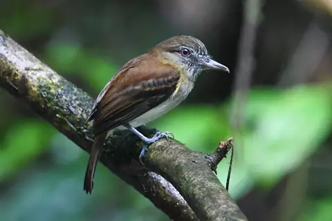 Bright-rumped Attila