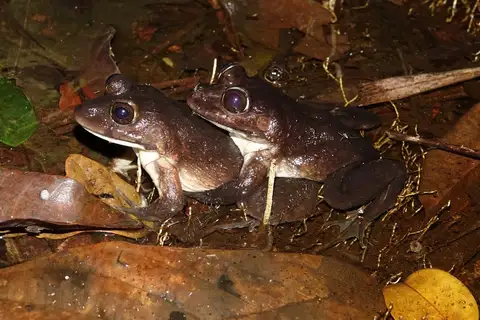 Brown Ball Frog