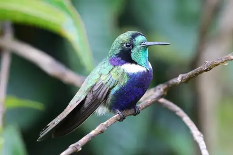 Hyacinth Visorbearer