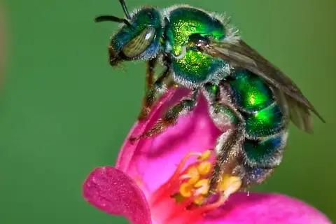 Metallic Epauletted-Sweat Bee
