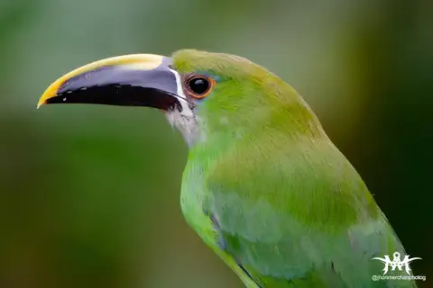 Southern Emerald Toucanet