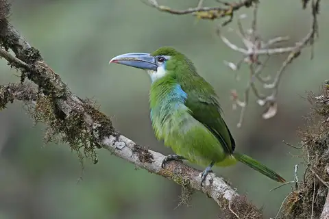 Blue-banded Toucanet
