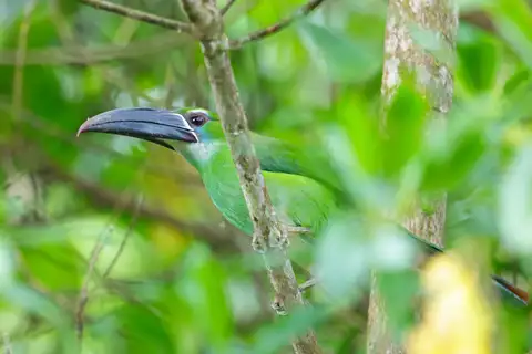 Chestnut-tipped Toucanet