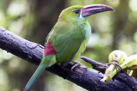 Crimson-rumped Toucanet